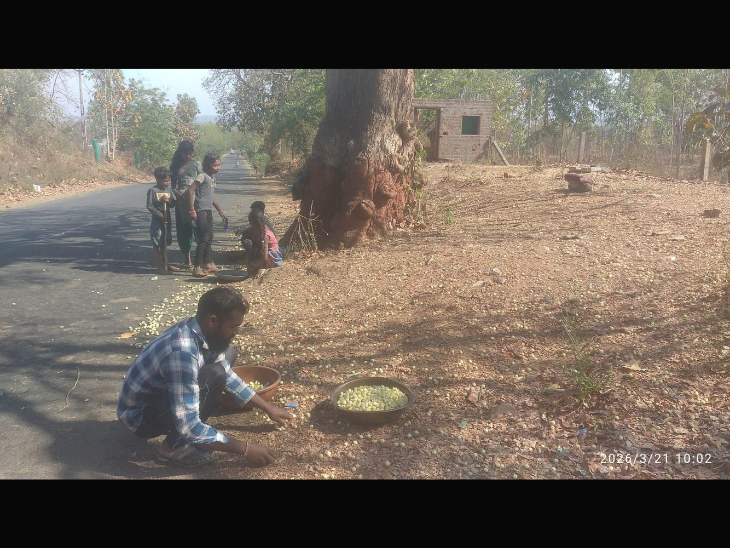 Mahudo is not just a tree but an integral part of culture and economy.