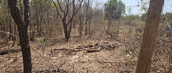 10 Kher trees were cut down in the highlands, and the men fled overnight.