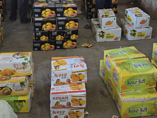 Junagadh Kesar Mango Prices Soar; Unseasonal Rain & Disease Impact