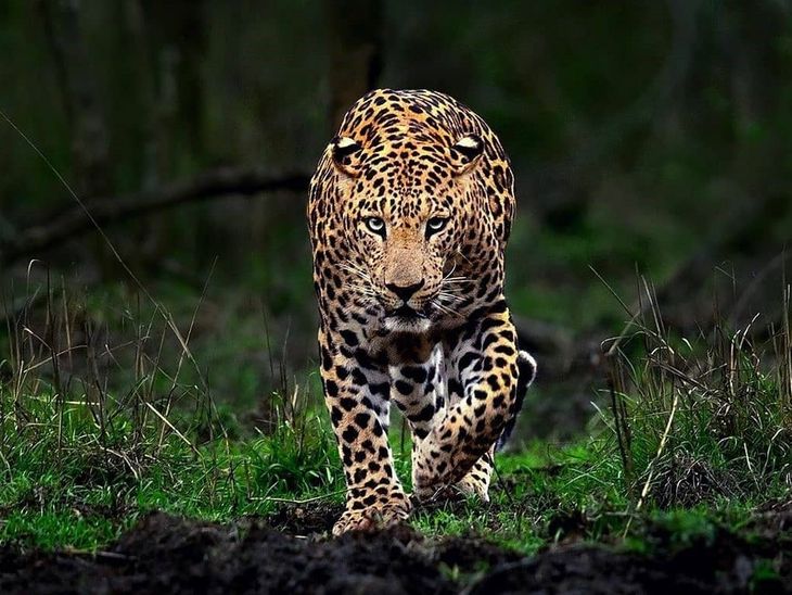 Nagdhara Leopard Caught; Villagers Relief | Navsari Forest Dept