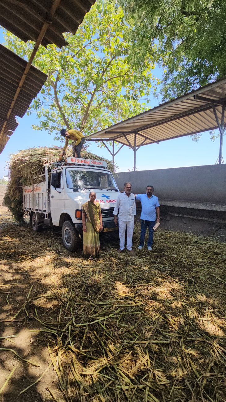 A farmer from Atkot planted five and a half bighas of maize in his farm ...