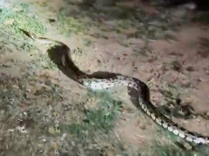Bharuch Makhtampur Python Rescue; Forest Dept Catches 7-Foot Snake