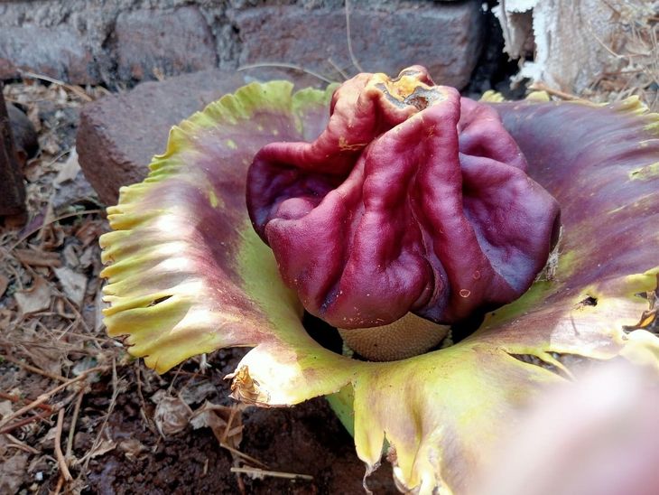 Dangs Rare Suran Flower Blooms in Galakund; Locals Amazed
