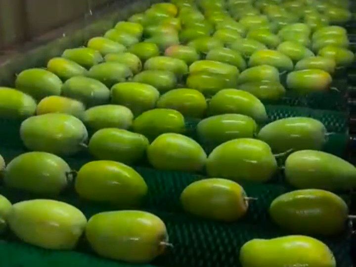 Talala Kesar Mango Season Starts April 19 | USA Shipment