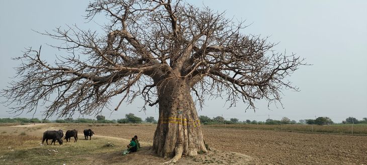 Ancient Rukhda tree in Mehgam is a living symbol of heritage