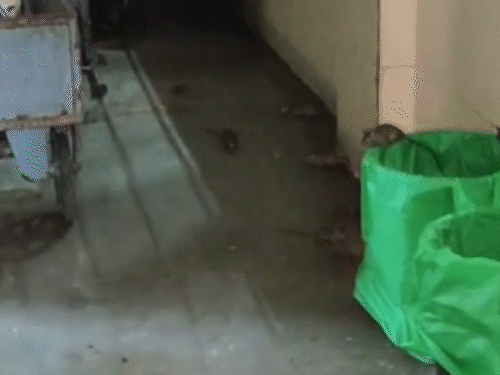 Rajkot Civil Hospital Rodent Menace; Viral Video Sparks Outrage