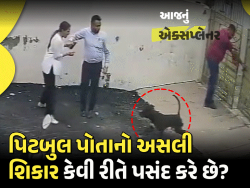 પટિયાલામાં પિટબુલનો હુમલો: મહિલા ICUમાં, પતિ ઘાયલ