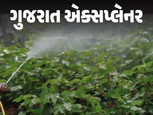 ગુજરાતના શાકભાજીમાં પેસ્ટિસાઈડનું પ્રમાણ વધારે