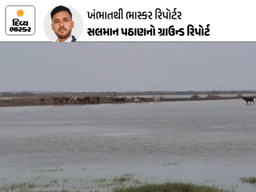 ખંભાતમાં પ્રદૂષણથી 7 પશુઓના મોત, 15 ગંભીર