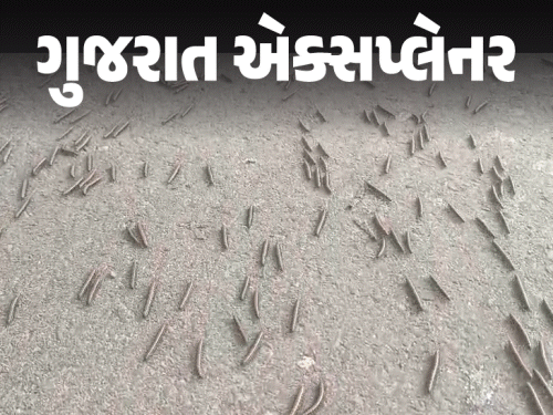 સૌરાષ્ટ્રના ત્રણ ગામોમાં મિલીપીડનો ઉપદ્રવ