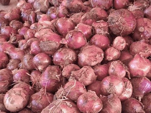 Fresh onions link