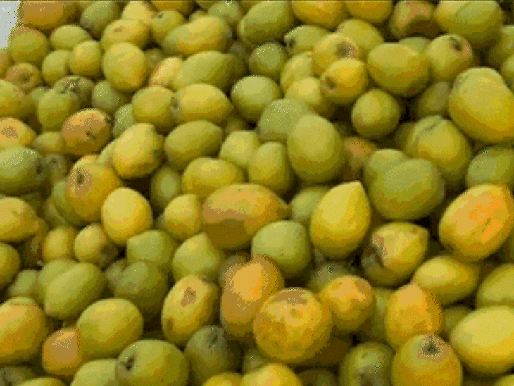 Short-term Ber farming boosts rural income in Rajasthan Jaipur farmer ...