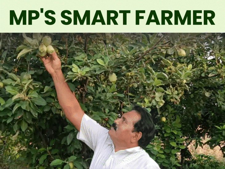 Rewa Tree Rewa farmer grows Green Apples in 45°C Heat, earns double profit
