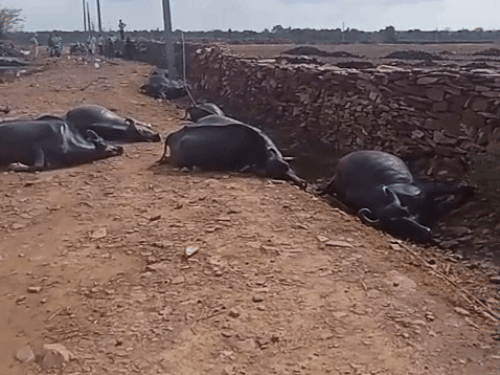 21 buffaloes die of electric shock in Kota Power line breaks farmer ...