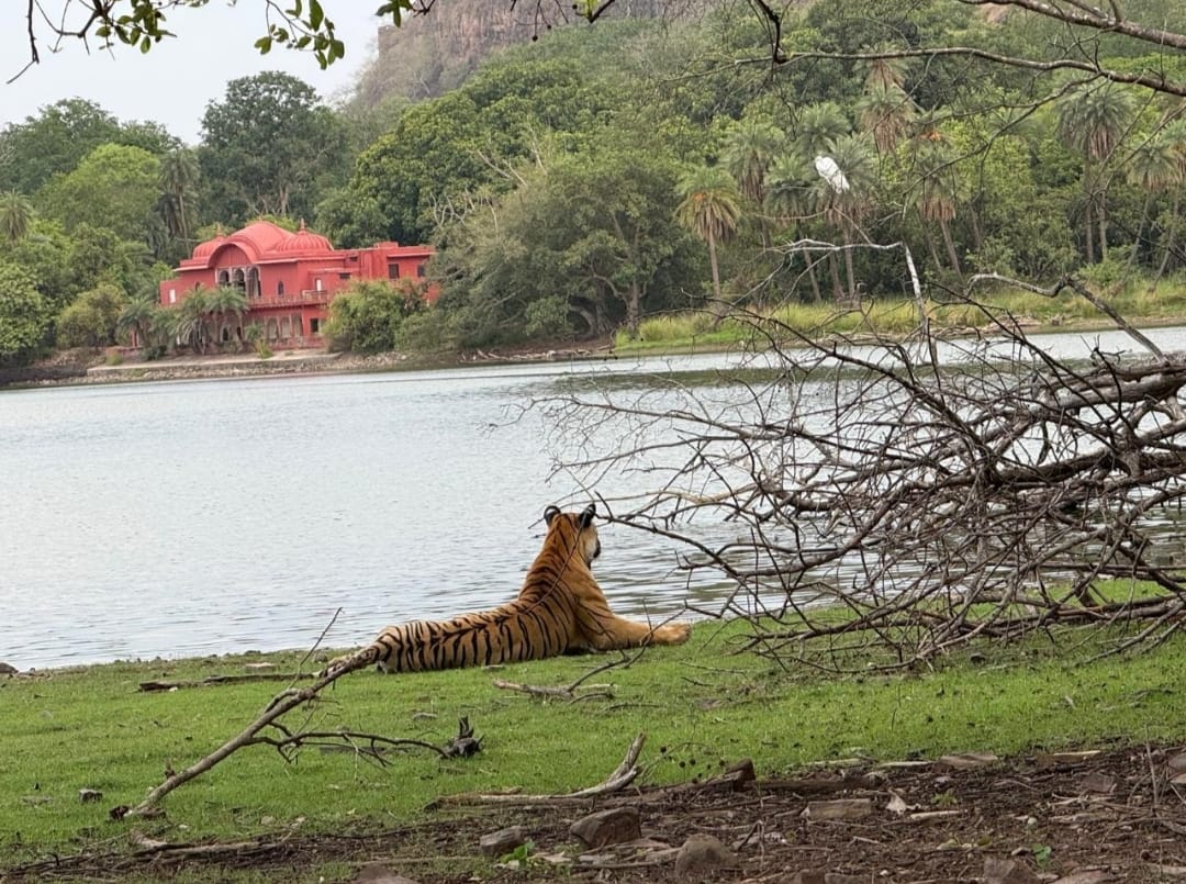 Ranthambore’s iconic tigress Arrowhead passes away, Shortly after ...