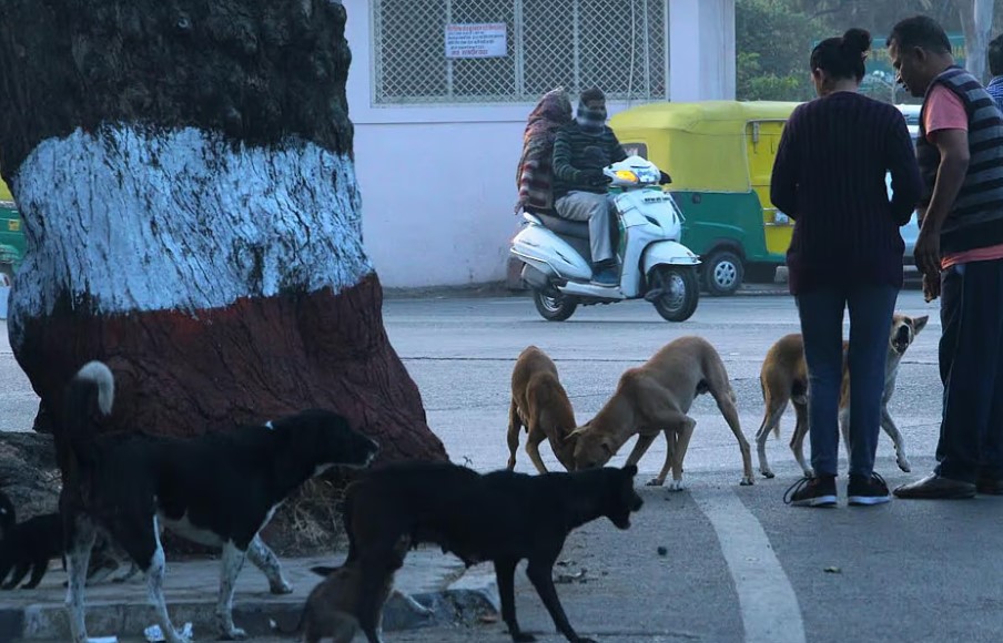 Three children mauled by stray dogs in Indore; Children aged 5 attacked ...