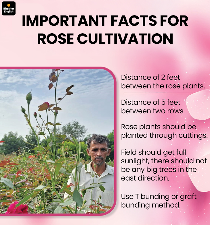 Journey from gemstone worker to full-time flower cultivator; Earning in  lakhs now, he plans to set up a rose water-processing unit