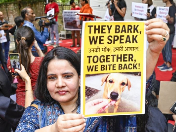 SC orders street dogs be released back after sterilisation, vaccination ...