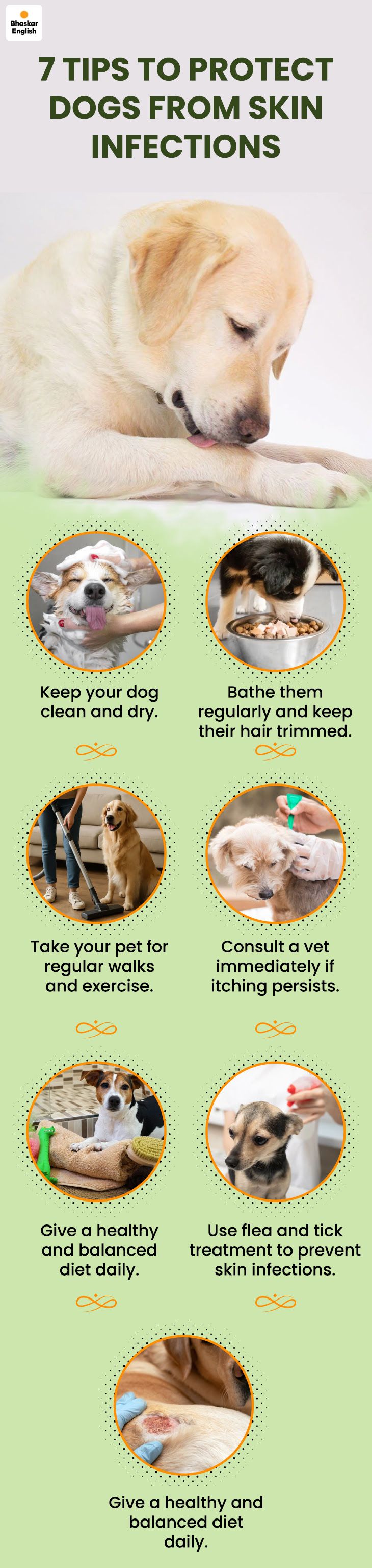 Quick Infection. Dogs Quick Pet dog skin infection can spread to humans too