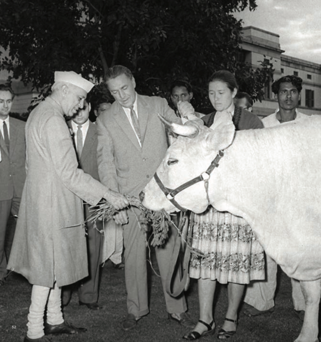 Shri Jawaharlal Nehru receiving a cow - a gift from the Soviet Government. Soviet Ambassador Ivan Benedictov is seen beside the Prime Minister, feeding the record milk-producing cow. March 27, 1960.