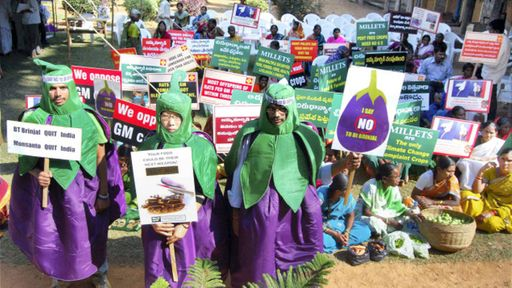 A photograph of the protest in Hyderabad in February 2010 against GM brinjal.