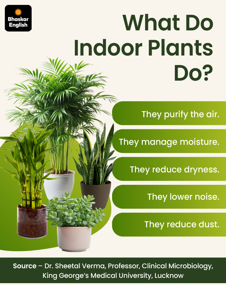 15 plants that are natural air purifiers for your home