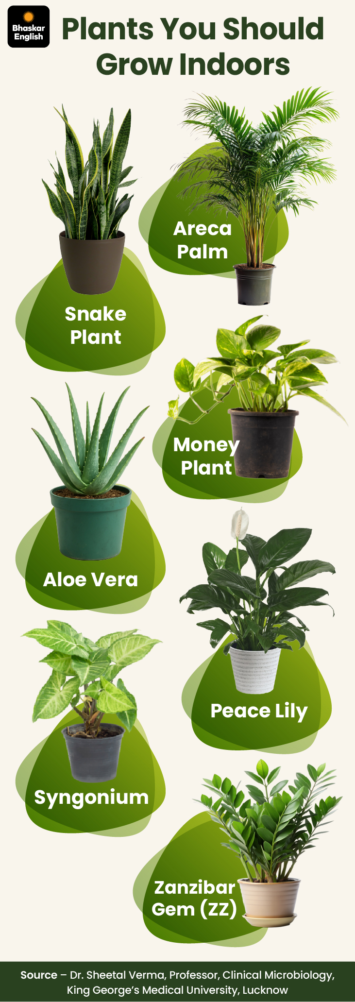 15 plants that are natural air purifiers for your home