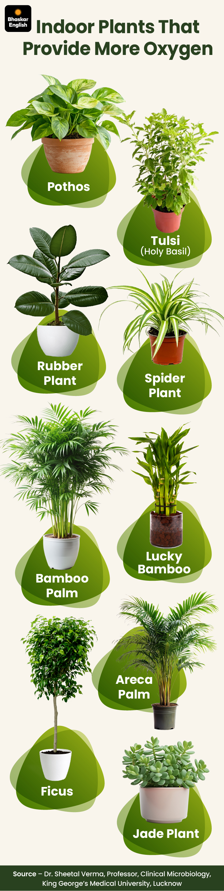 big heart leaf philodendron Buy Philodendron Brasil