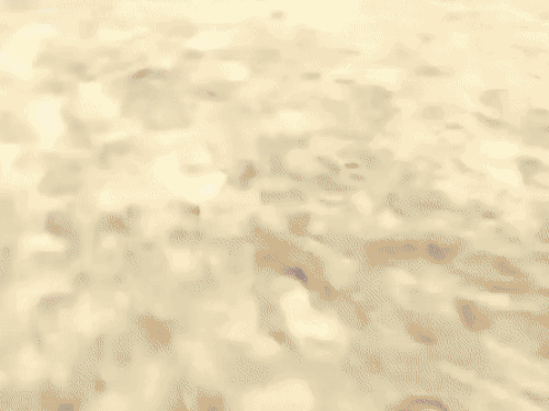 After the firing, panic broke out among the players who had come to take part in the tournament.