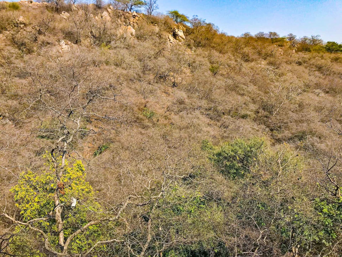 Ecologically, the hills support dry deciduous and thorn forests that host diverse wildlife, including leopards, striped hyenas, jackals, nilgai and over 300 bird species.