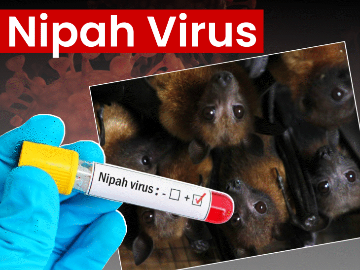 निपाह वायरस का अलर्ट : कोविड के बाद अब इस नई बीमारी ने बढ़ाई टेंशन निपाह वायरस का अलर्ट : कोविड के बाद अब इस नई बीमारी ने बढ़ाई टेंशन
