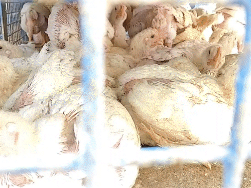 Patna Chickens Culled Amid Bird Flu Scare; Bihar Zoo on Alert