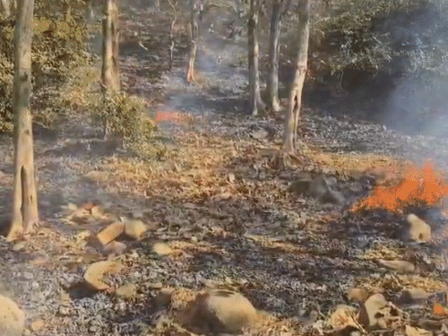 Gir Forest Fire Lines Established | Protect Asiatic Lions This Summer