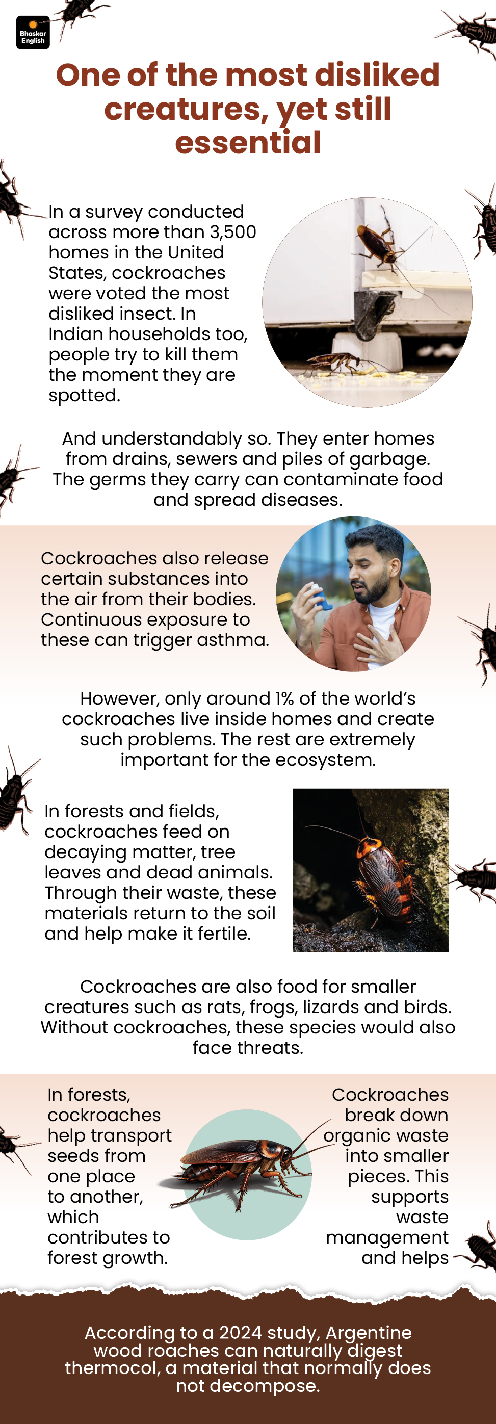 Cockroach Survival Facts: Older Than Dinosaurs, Reproduce Without Mating