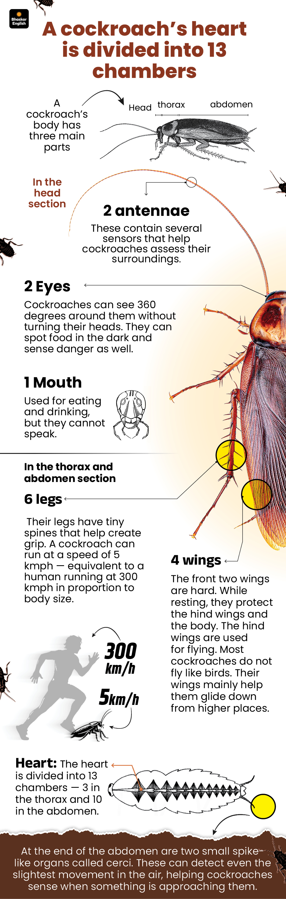 Cockroach Survival Facts: Older Than Dinosaurs, Reproduce Without Mating