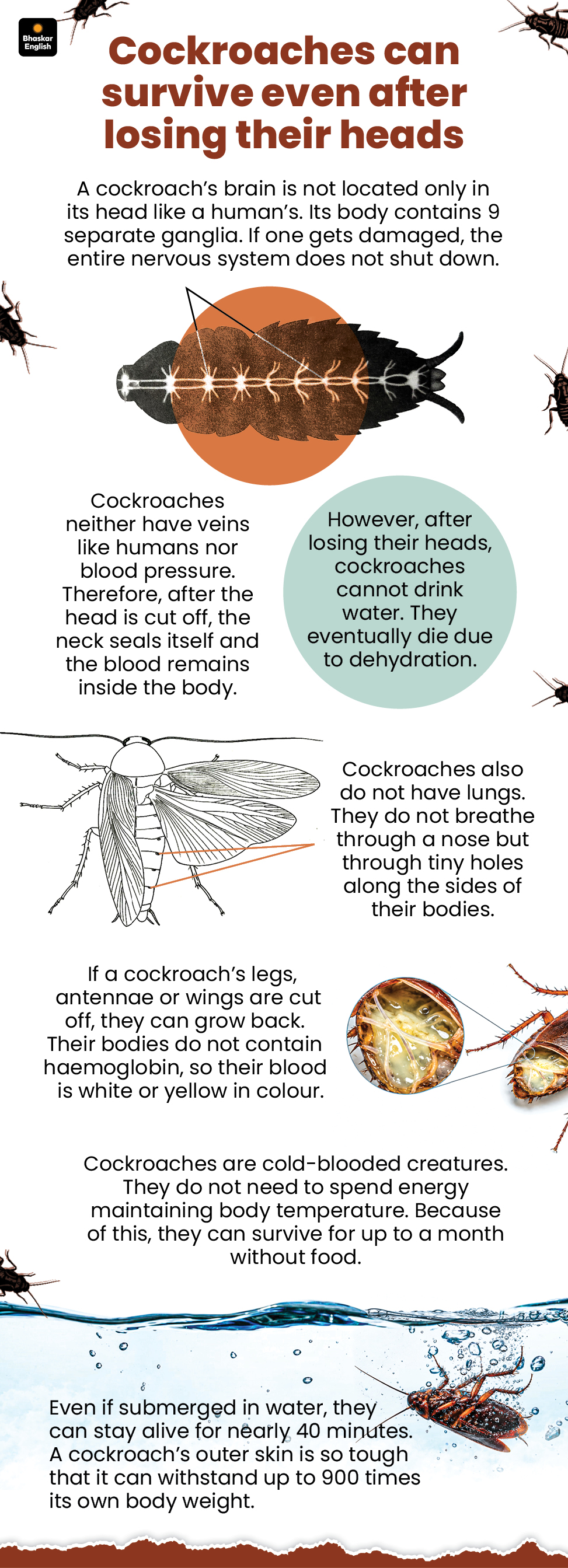 Cockroach Survival Facts: Older Than Dinosaurs, Reproduce Without Mating