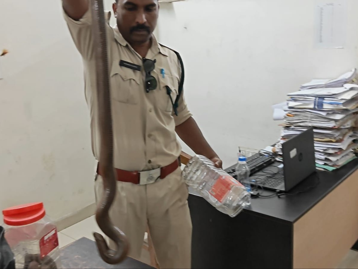 वन कर्मियों ने सांप को किया जब्त - भास्कर इंग्लिश