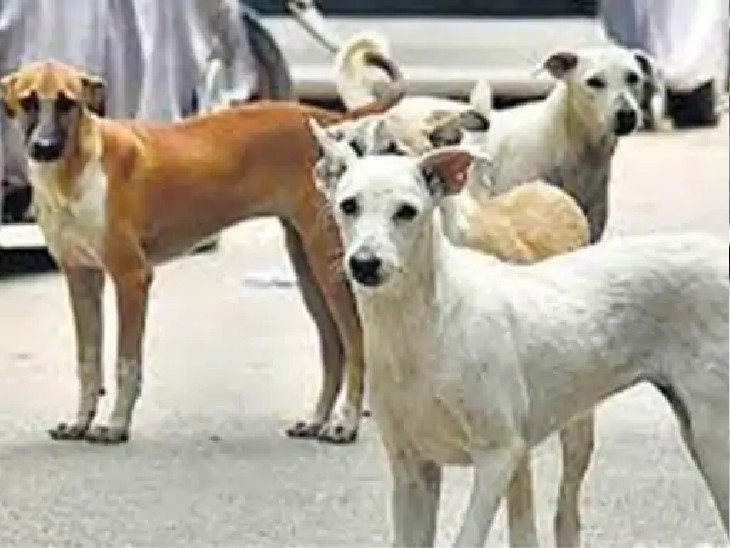 पूरा घोटाला दो महीने में 656 स्ट्रीट डॉग्स की नसबंदी से जुड़ा है. - भास्कर इंग्लिश