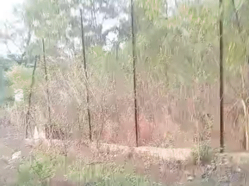 भोपाल के चंदनपुरा में बाघ का मूवमेंट है. शुक्रवार सुबह मॉर्निंग वॉक पर निकले लोगों को बाघ नजर आया। - भास्कर इंग्लिश