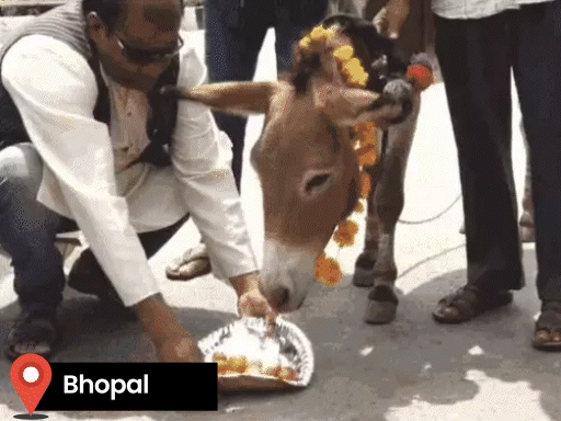 शनिवार को भोपाल और नर्मदापुरम समेत मध्य प्रदेश के कई हिस्सों में बारिश हुई. - भास्कर इंग्लिश