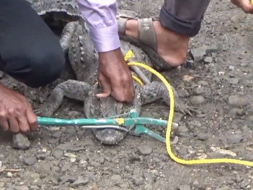 The forest department team caught the crocodile by tying it with a rope and released it into the Shivna river. - Bhaskar English