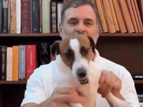 Pet dog 'Noori' was also shown in the live session.