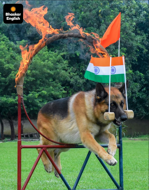 A patriotic leap: RPF dog leaps through a flaming ring carrying miniature national flags during an Independence Day demonstration in Moradabad, Uttar Pradesh. (PHOTO: PTI)