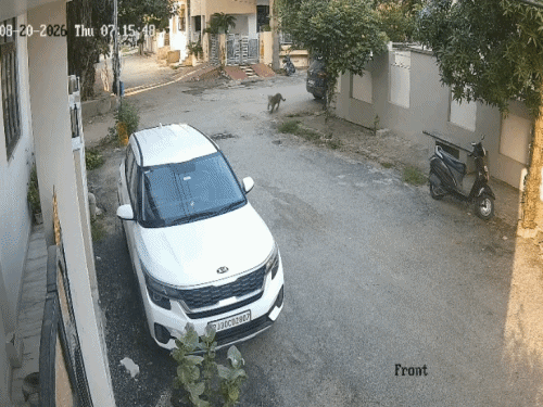 German Shepherd dog chases leopard: Big cat jumps out of house and flees; forest dept launches search - Rajasthan News