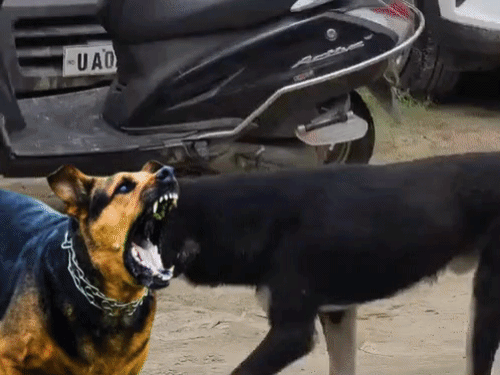 People are troubled by dog terror in Uttarakhand. They are coming out of their homes with sticks for protection. - Bhaskar English