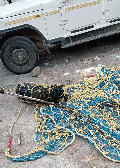 Quick response team capturing a violent/aggressive dog using net