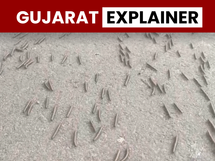 Millipede swarm hits Saurashtra, Jumanji-like scenes: How they survived 400 million years; release scent to protect themselves - Rajkot News