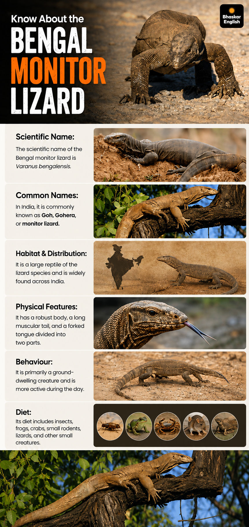Lizard Reel Chhattisgarh: Men Arrested For Killing Monitor Lizard After Viral Reel