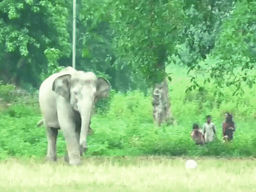 The elephant had entered Bogidhola playground in Numaligarh, where children were playing football. - Bhaskar English
