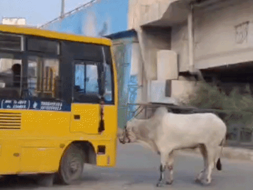 A bull near the Old Bus Stand, hitting a school bus and a motorcycle and chasing a scooter rider. - Bhaskar English